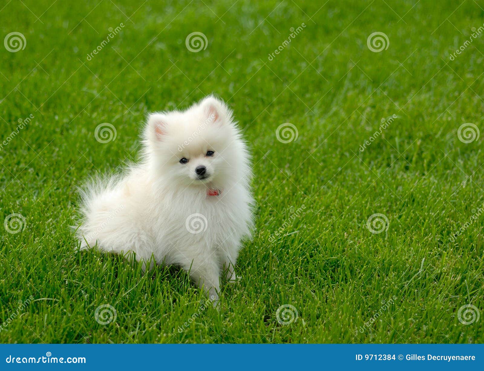 pomeranian no filhote de cachorro branco de pomeranian no gramado quarto para o texto imagens de pomeranian no filhote de cachorro branco de pomeranian no gramado quarto para o texto imagens de