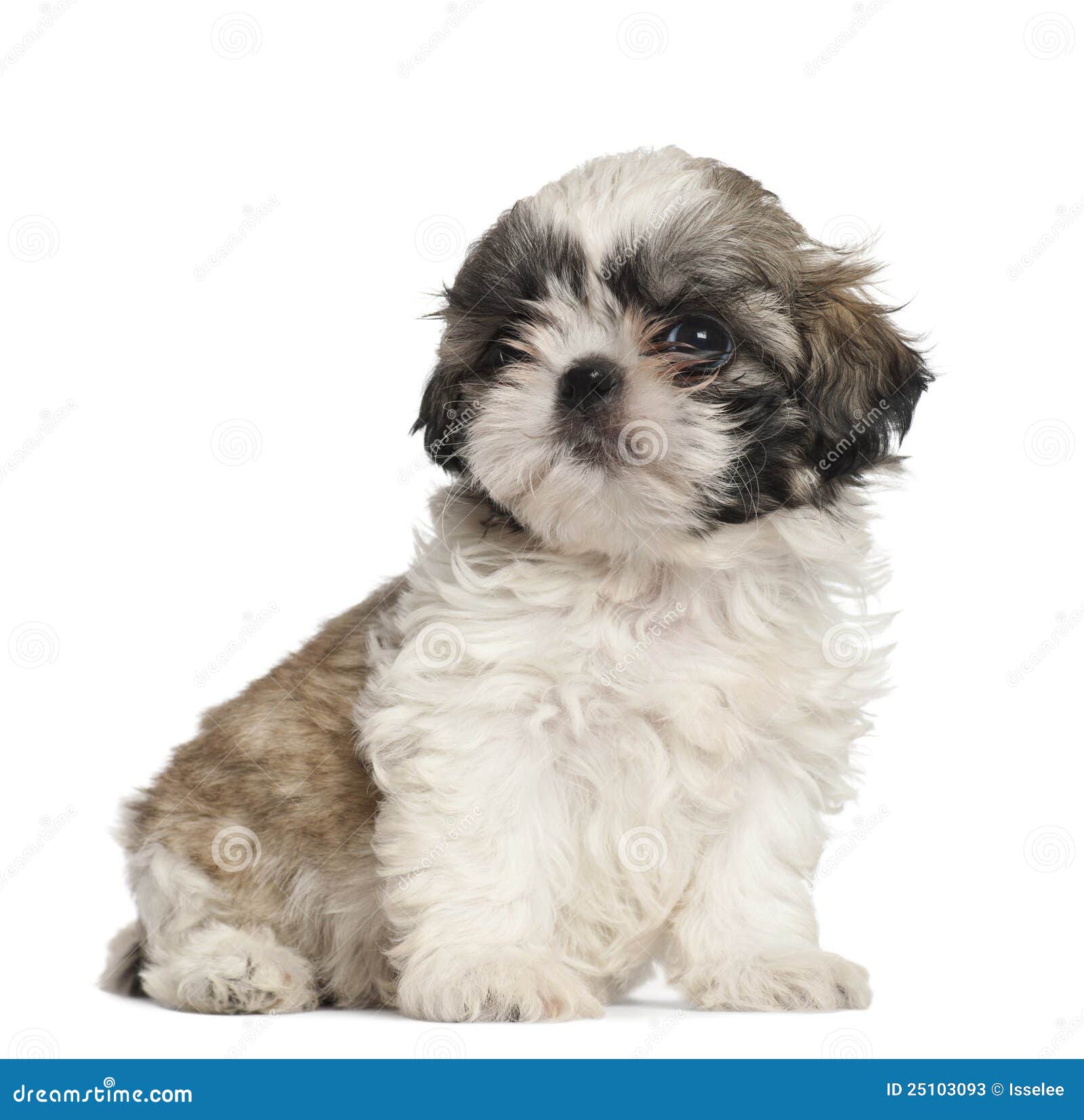 shih tzu 2 meses filhote de cachorro de shih tzu 2 meses velho sentando se fotos de stock imagem shih tzu 2 meses filhote de cachorro de shih tzu 2 meses velho sentando se fotos de stock imagem