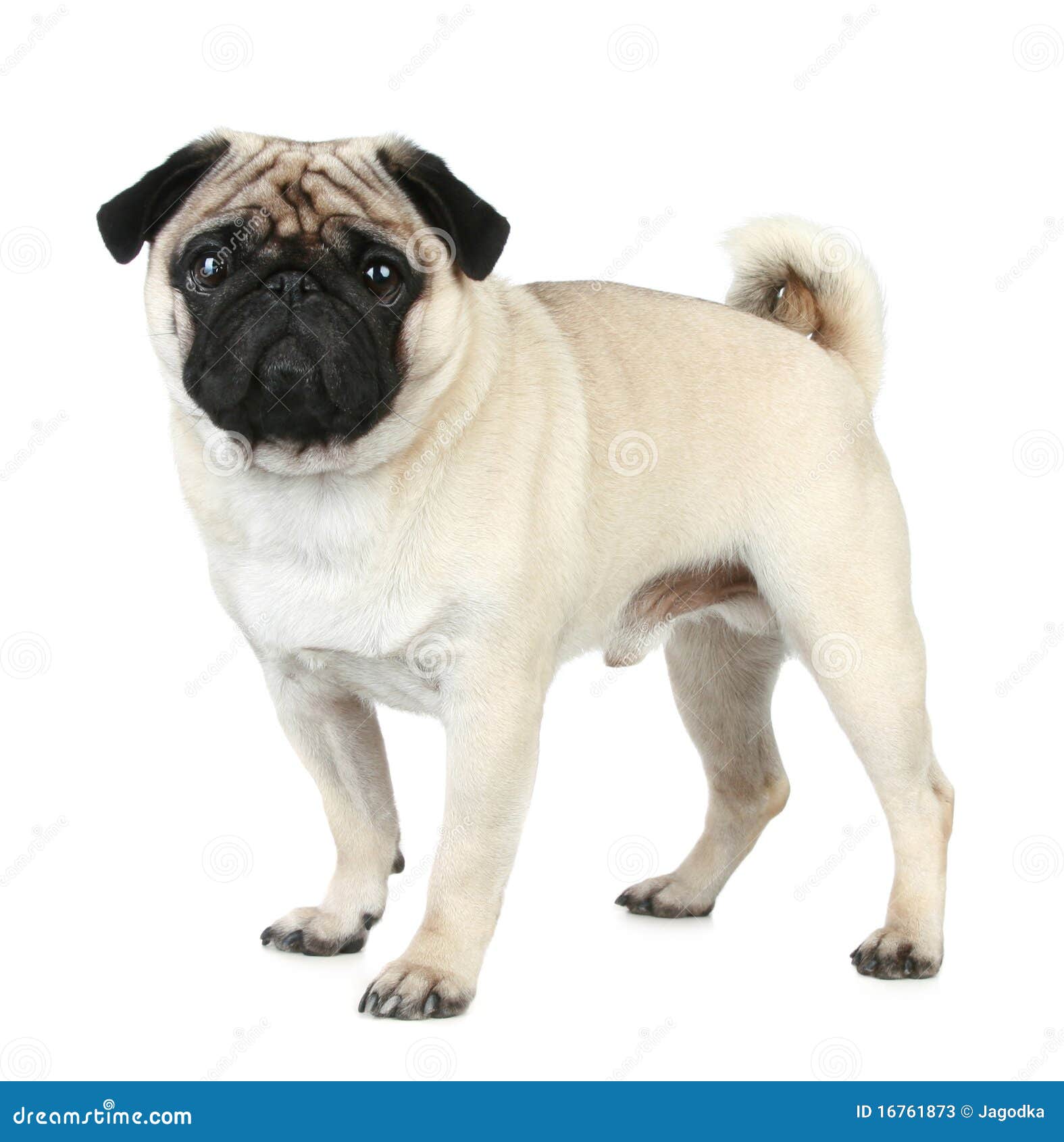 do pugs filhote de cachorro engra 231 ado do pug fotos de stock imagem 16761873 do pugs filhote de cachorro engra 231 ado do pug fotos de stock imagem 16761873