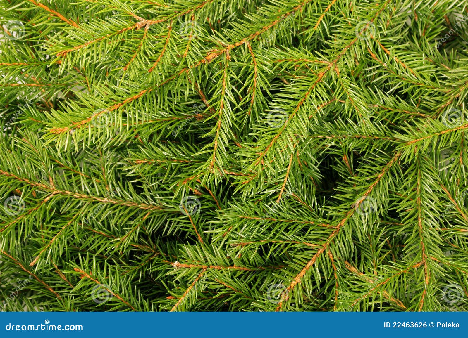 Pine Tree Allergy | Causes, Symptoms & Treatment | ACAAI ...