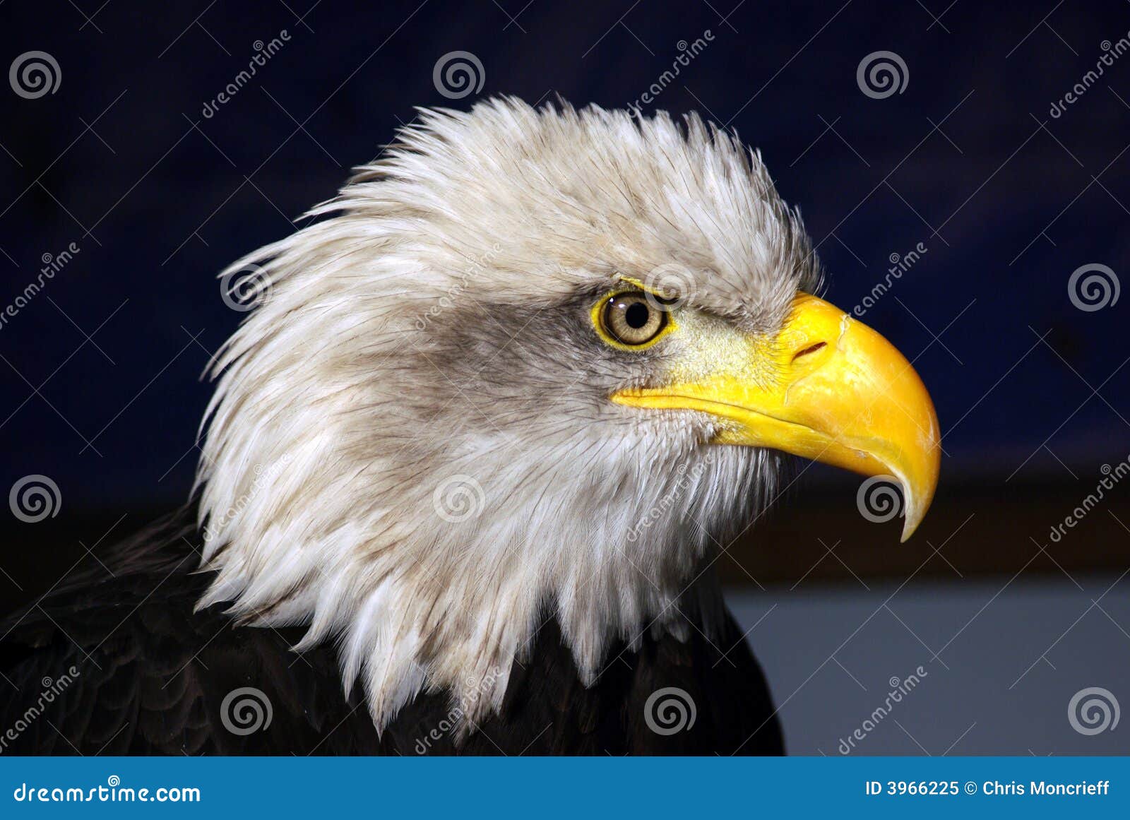 Royalty Free Stock Photo: Fish Eagle