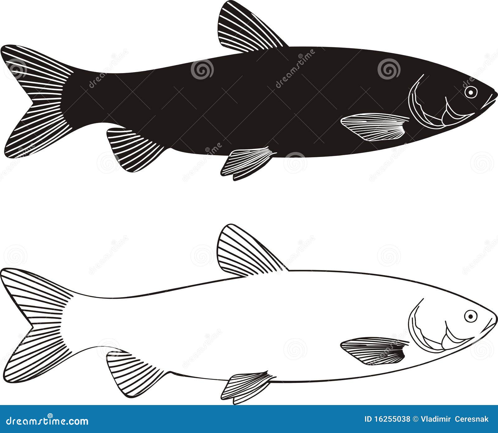 carp fish clip art free - photo #25
