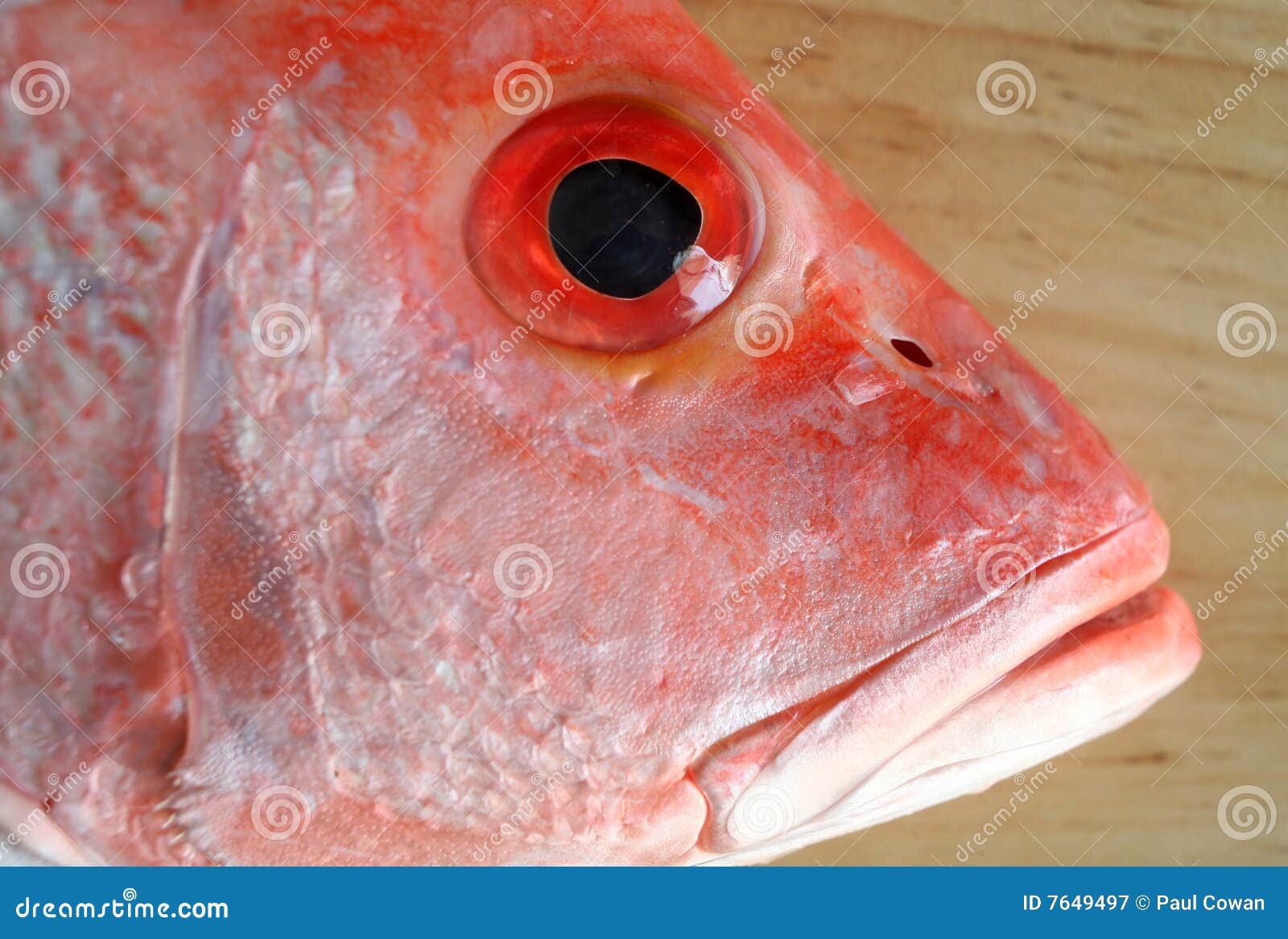 fish-head-7649497.jpg