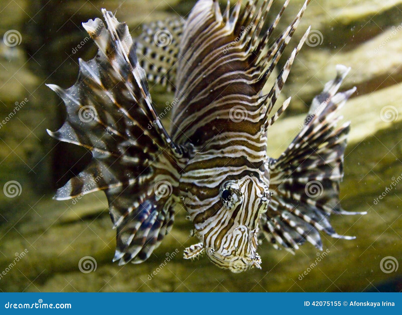 Fish-zebra Stock Photo - Image: 42075155
