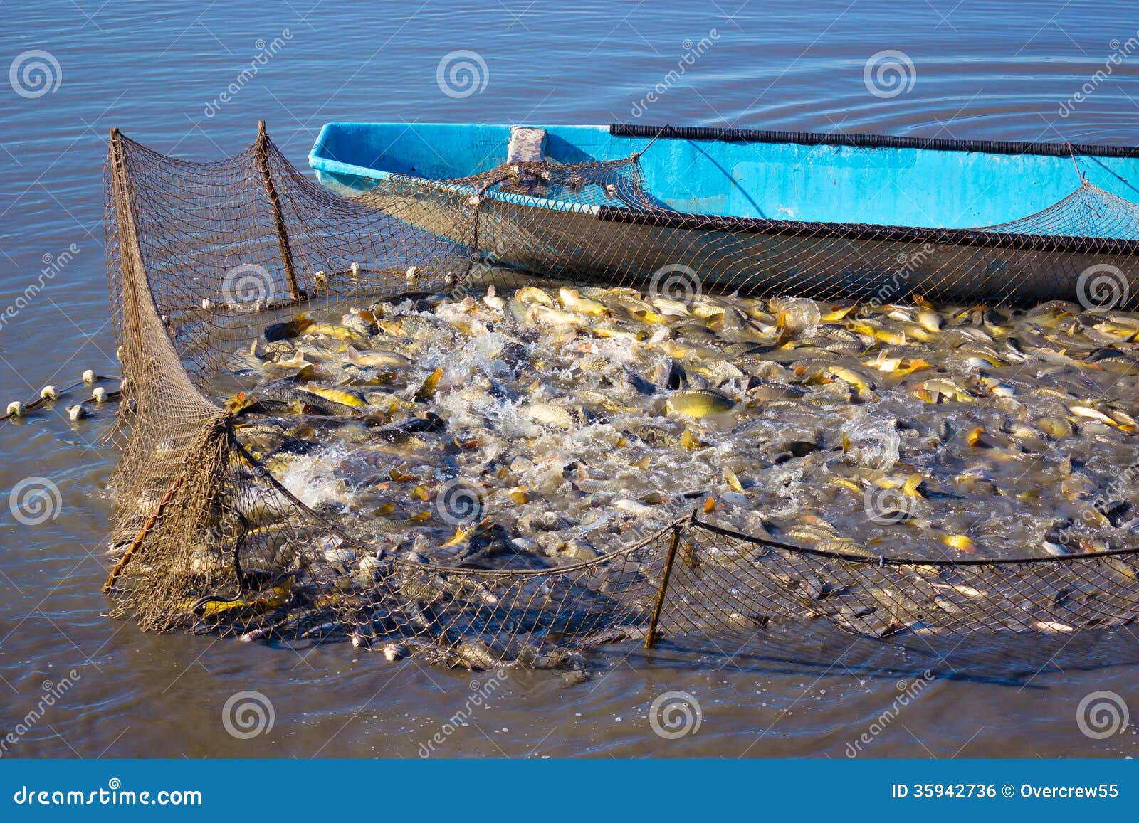 Fishing net full of Carp fish caught on a fishing farm,photography.