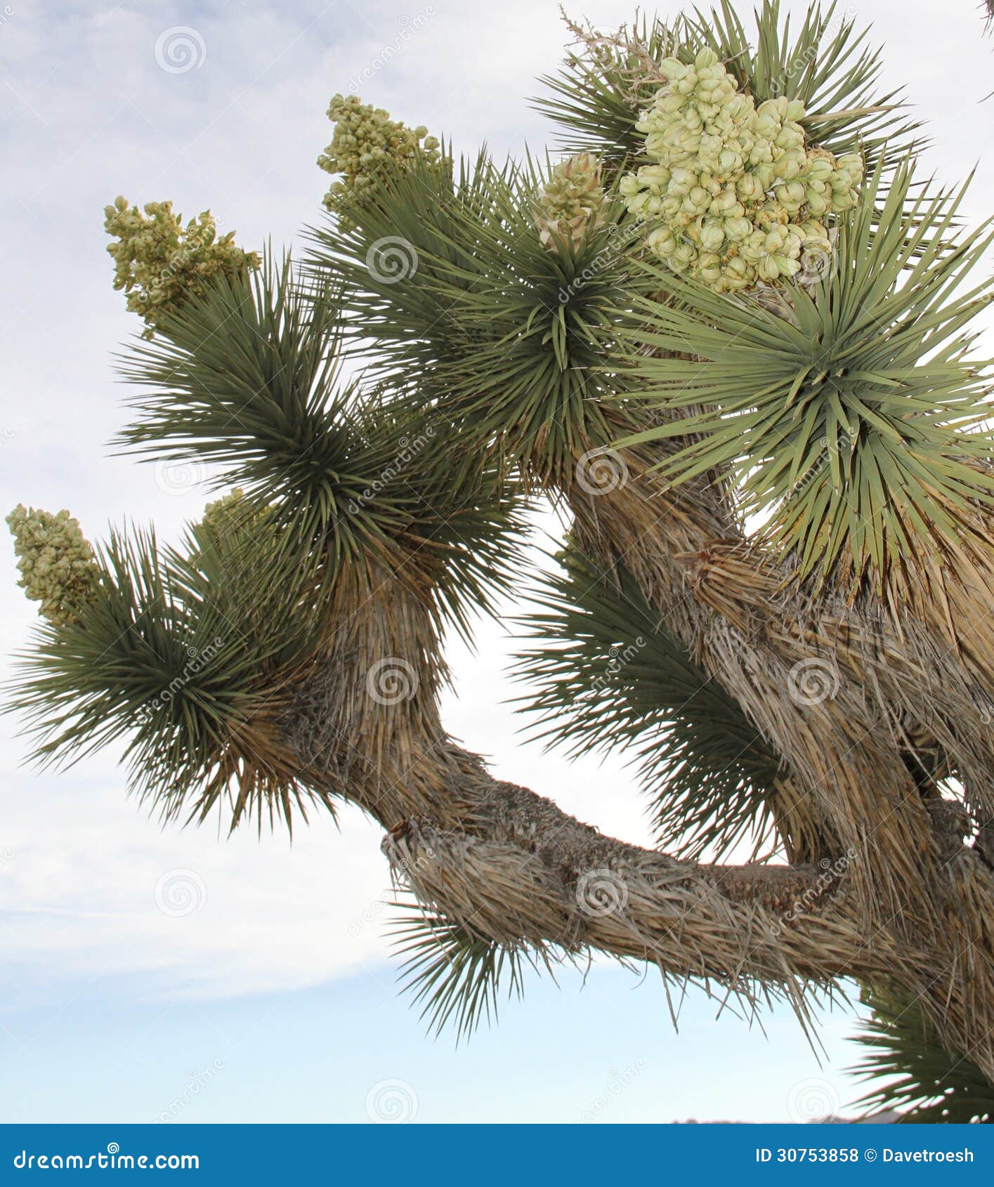 All 28+ Background Images picture of a joshua tree in bloom Superb All 28+ Background Images picture of a joshua tree in bloom Superb
