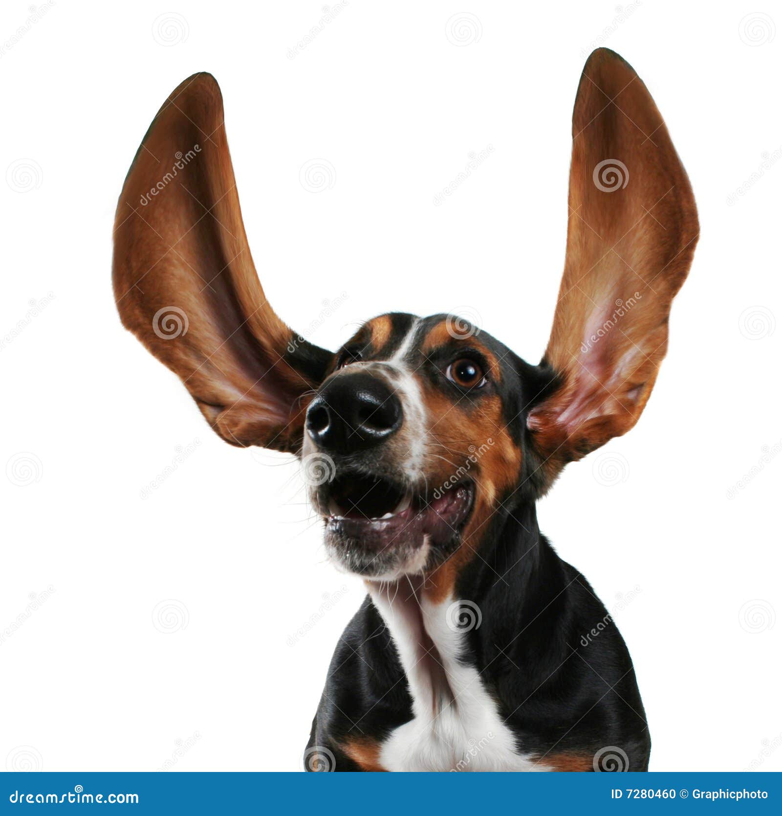 flapping ears flapping ears stock photo image 7280460 flapping ears flapping ears stock photo image 7280460