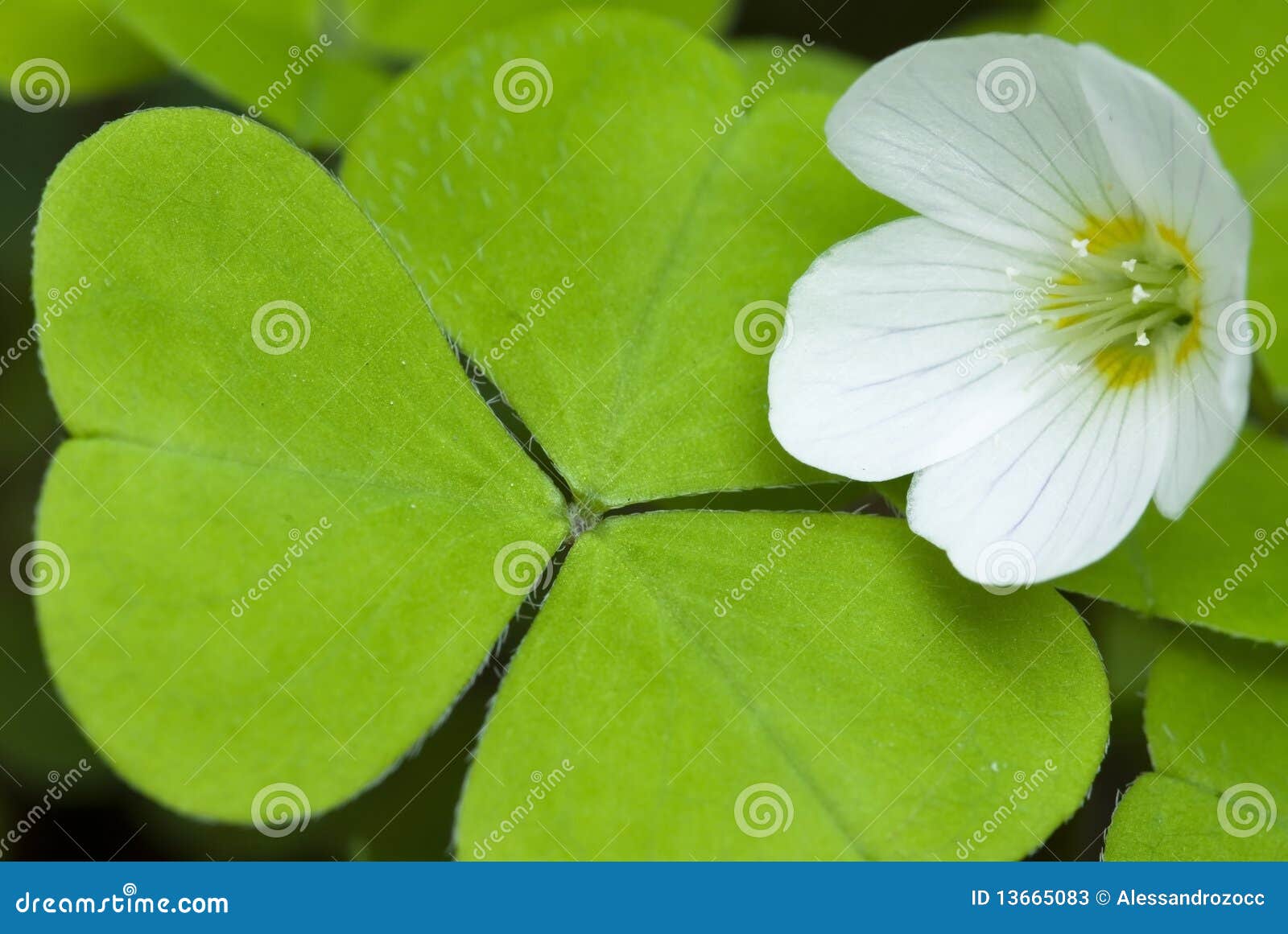 HOJA Y FLOR hoja y flor: