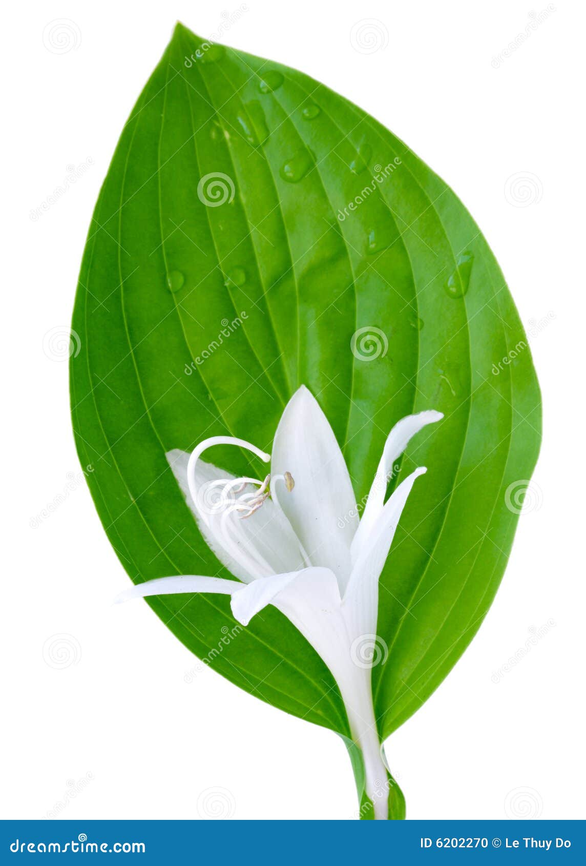 HOJA Y FLOR hoja y flor: