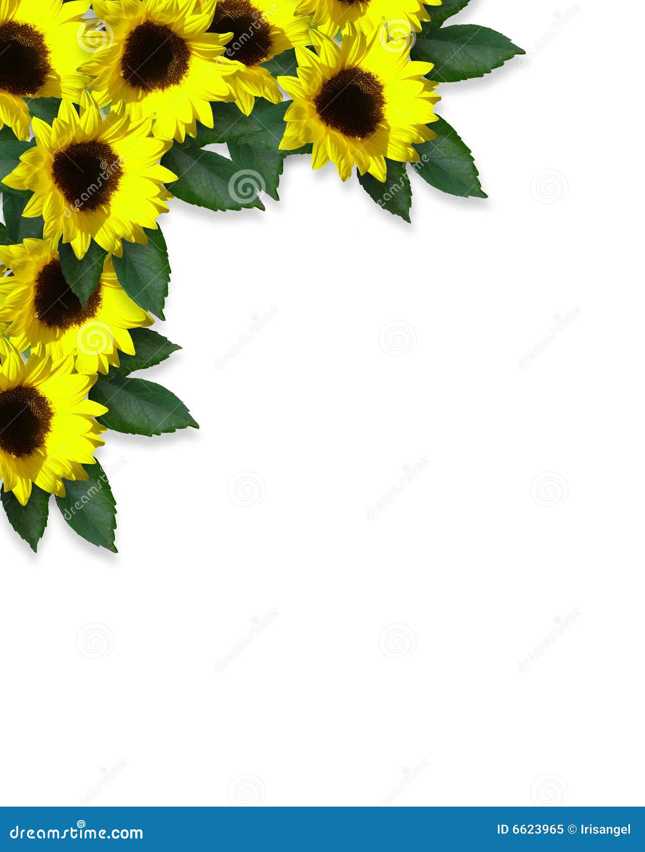 Floral Border Sunflowers Royalty Free Stock Photo - Image ...