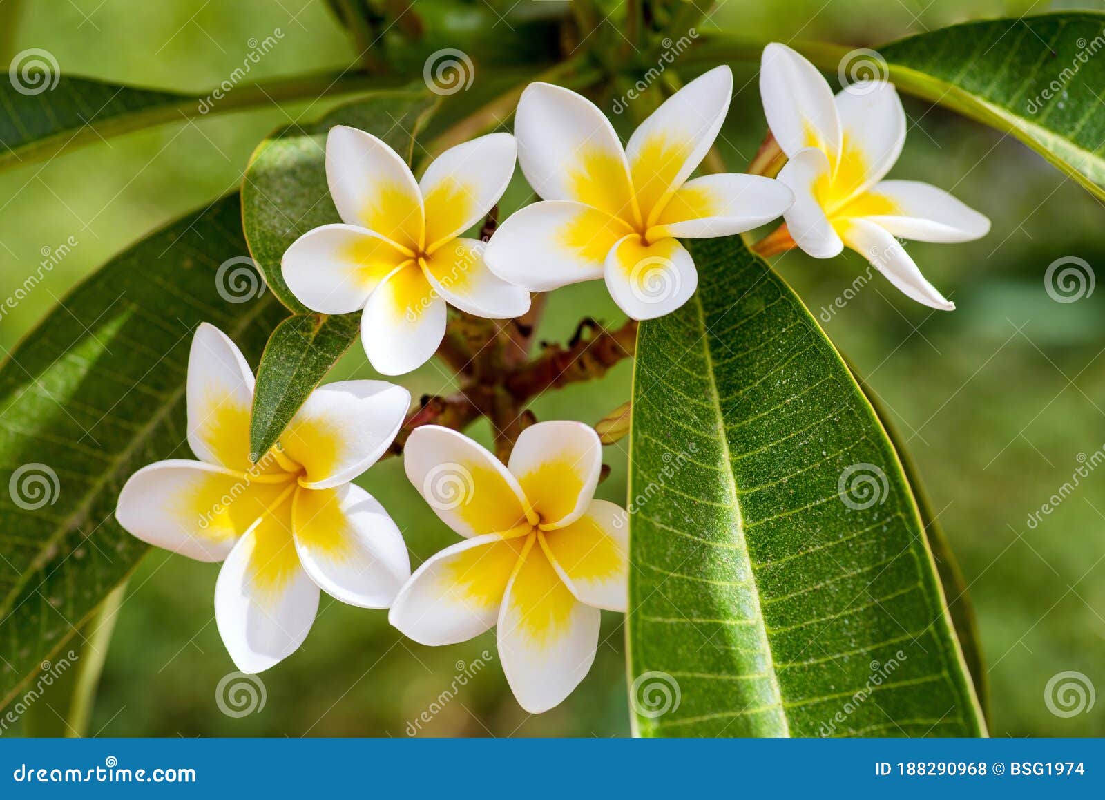 Flores Blancas De Frangipani O Plumeria En Un árbol De Ramas En El