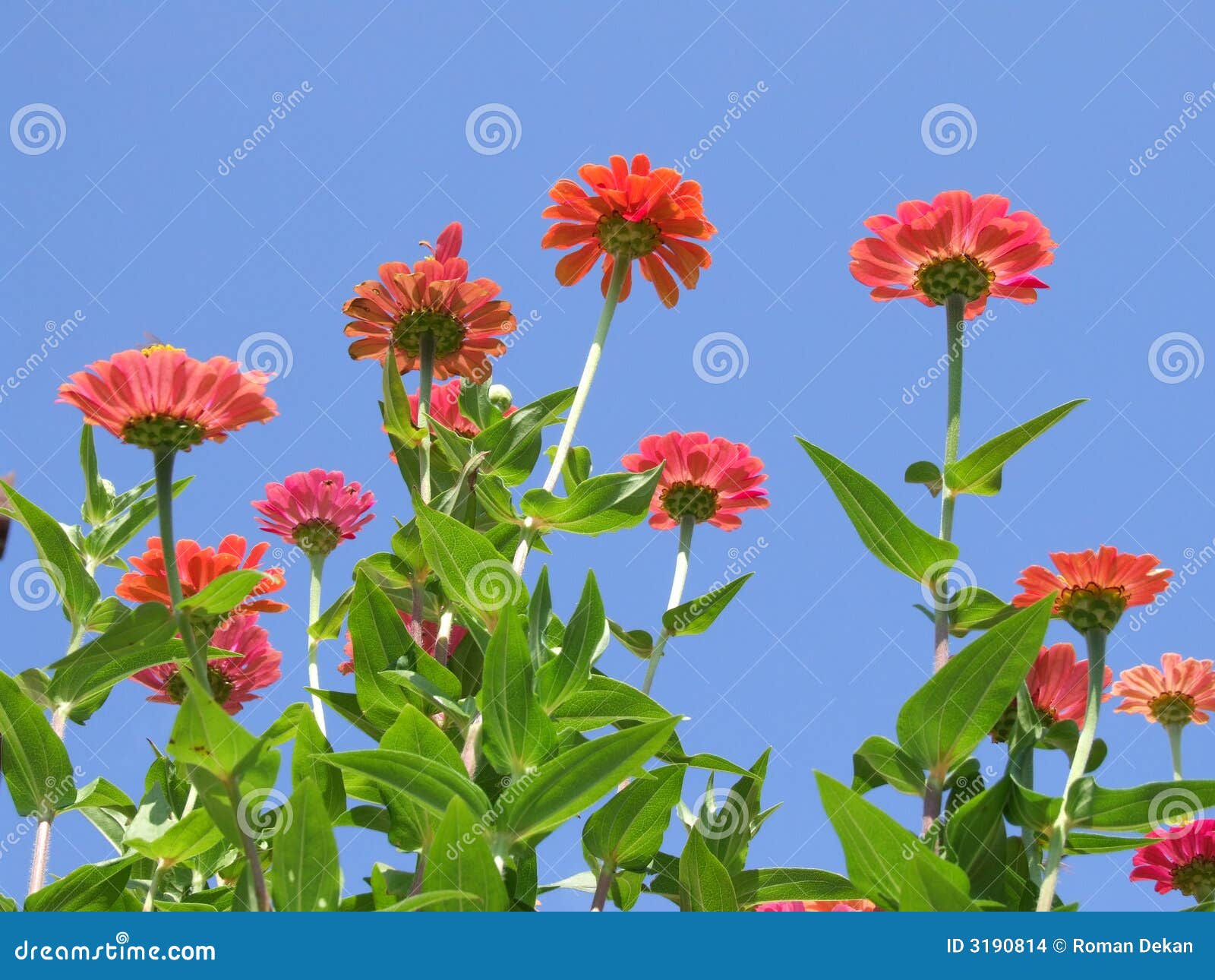 imagens flores jardim:Beautiful Flower Garden imagens flores jardim:Beautiful Flower Garden