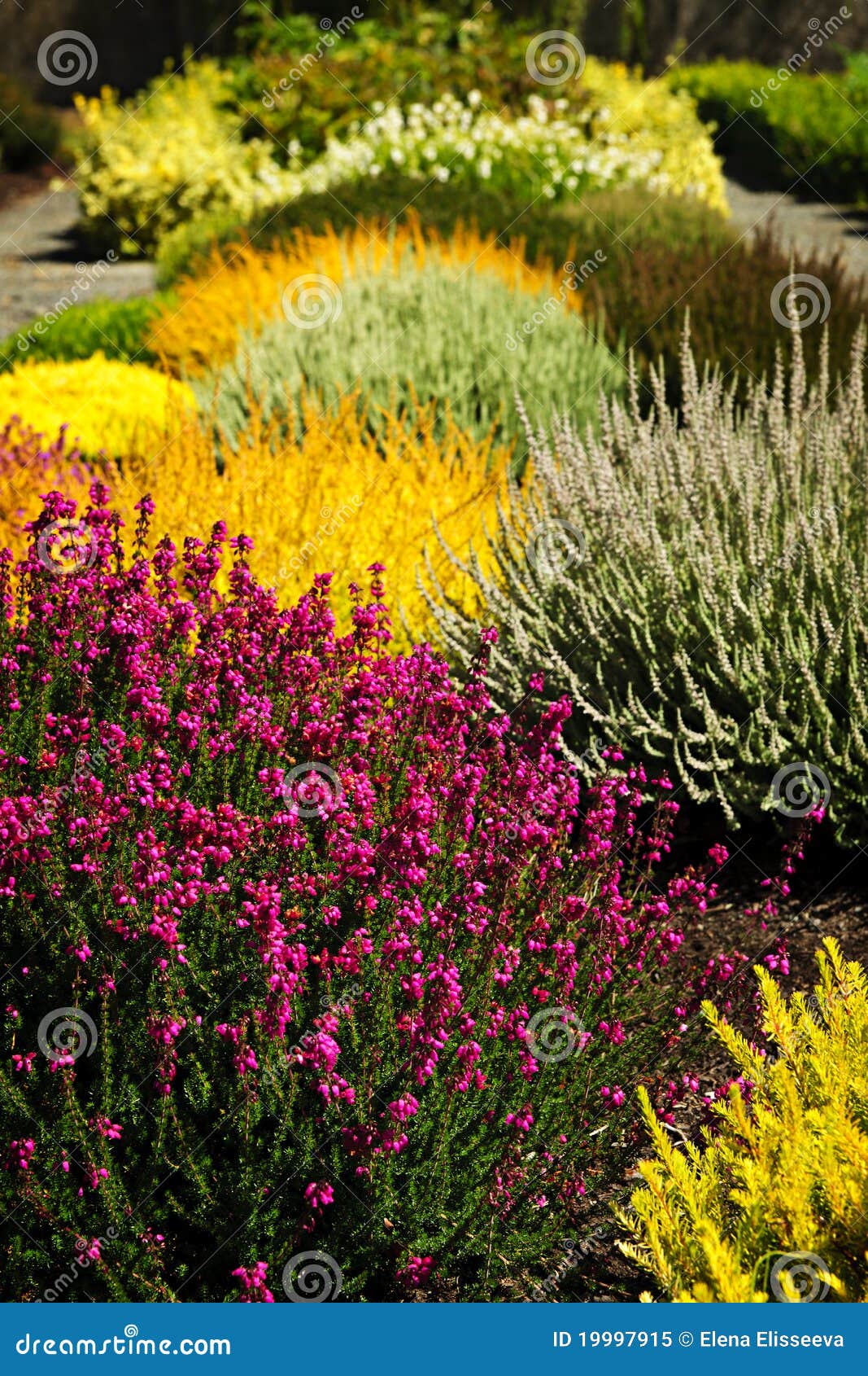flores coloridas jardim:Beautiful Colorful Flower Garden flores coloridas jardim:Beautiful Colorful Flower Garden