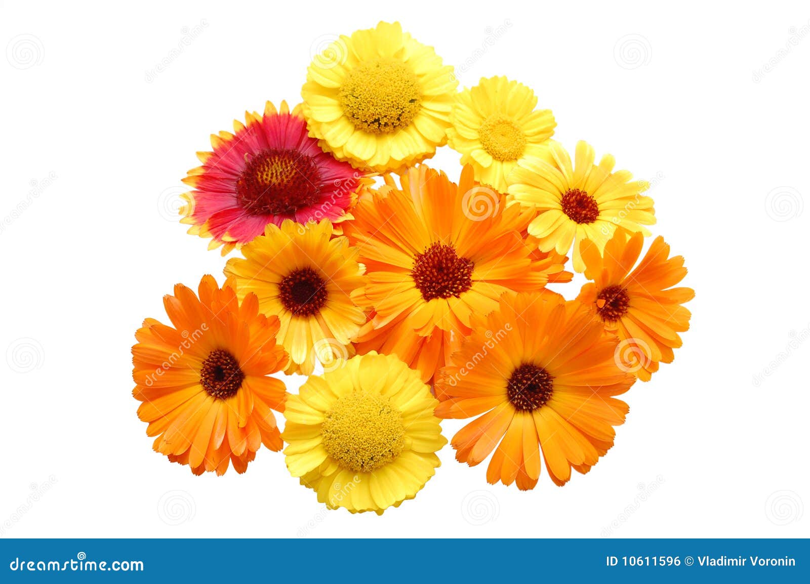 Flores Con Los Pétalos Amarillos En Un Fondo Blanco Imagen de archivo ...