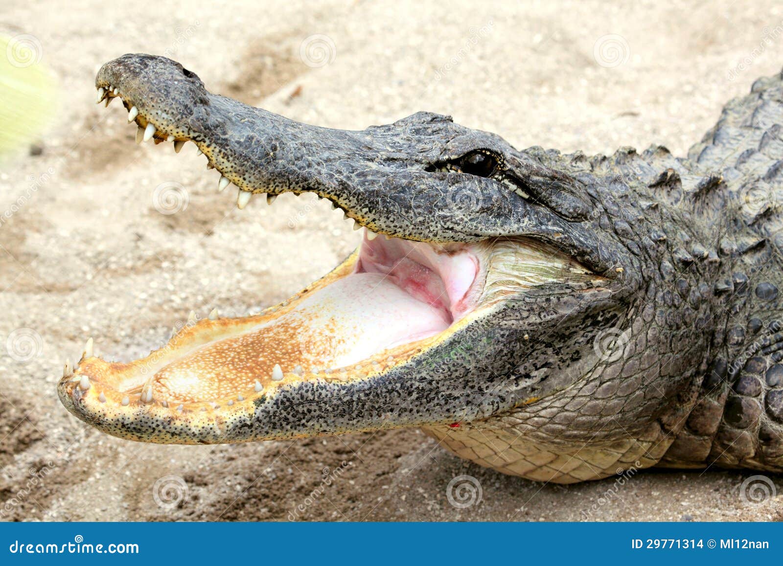 Alligators Mouth 72