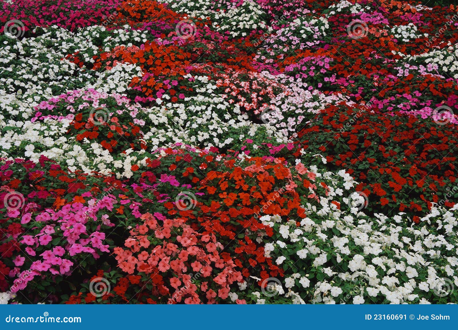 This is a flower bed of Impatiens. The flowers range in color from ...