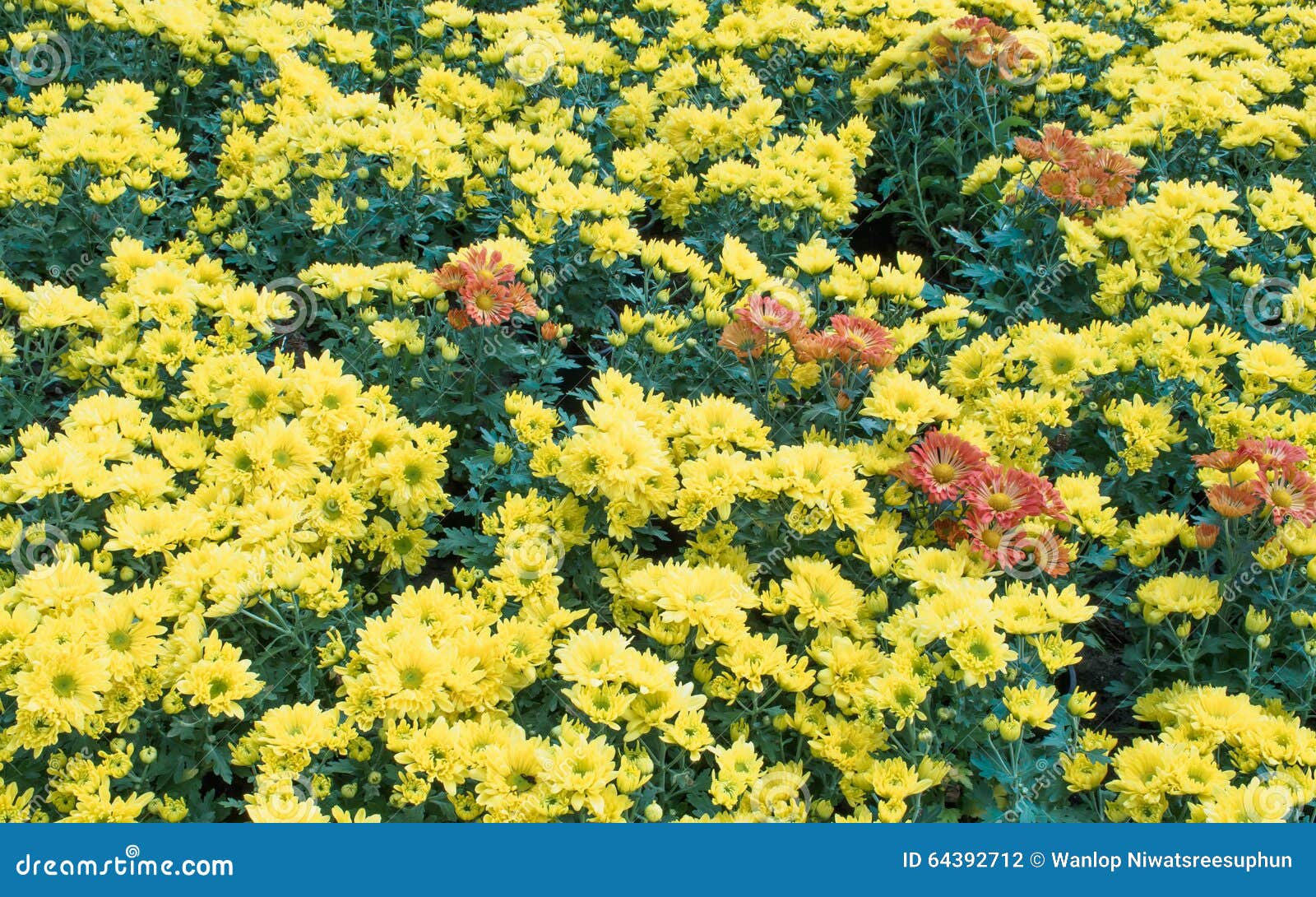  chrysanthemum or Dendranthemum grandifflora in the winter garden