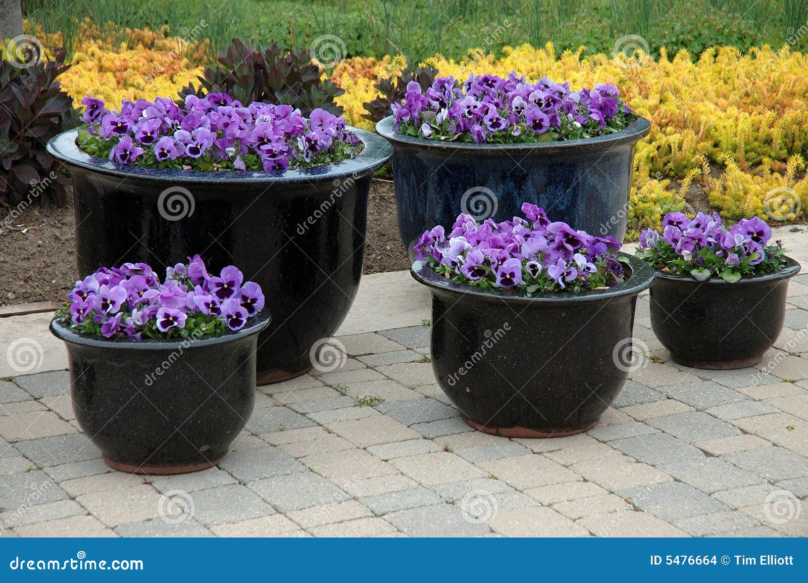 Various sized containers of purple pansies.