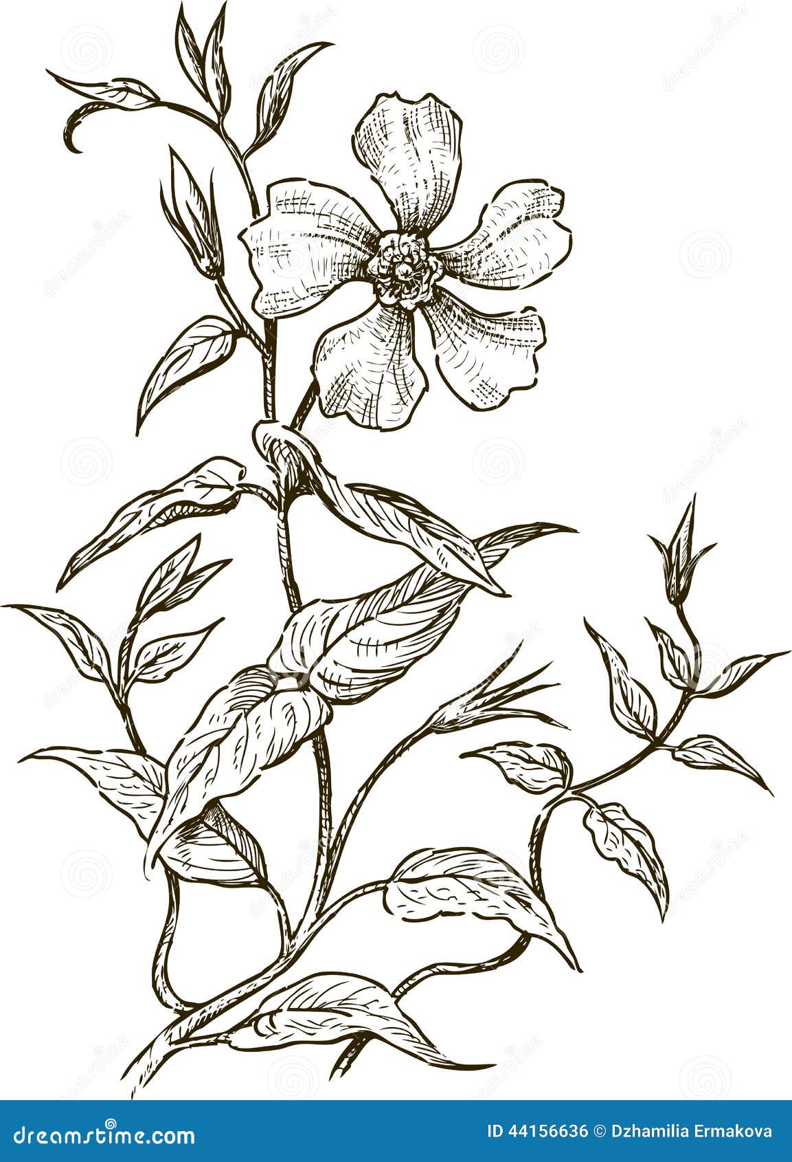 clipart delicate flowers - photo #13