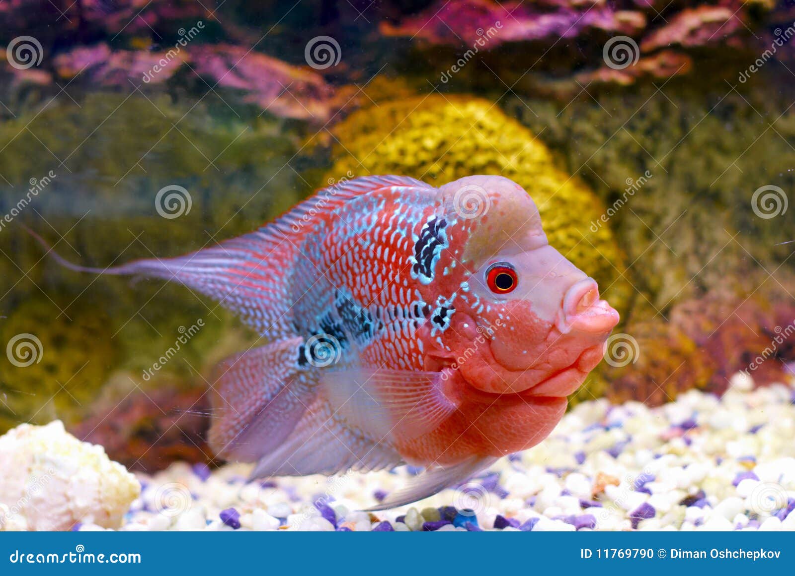 http://thumbs.dreamstime.com/z/flowerhorn-cichlid-fish-11769790.jpg