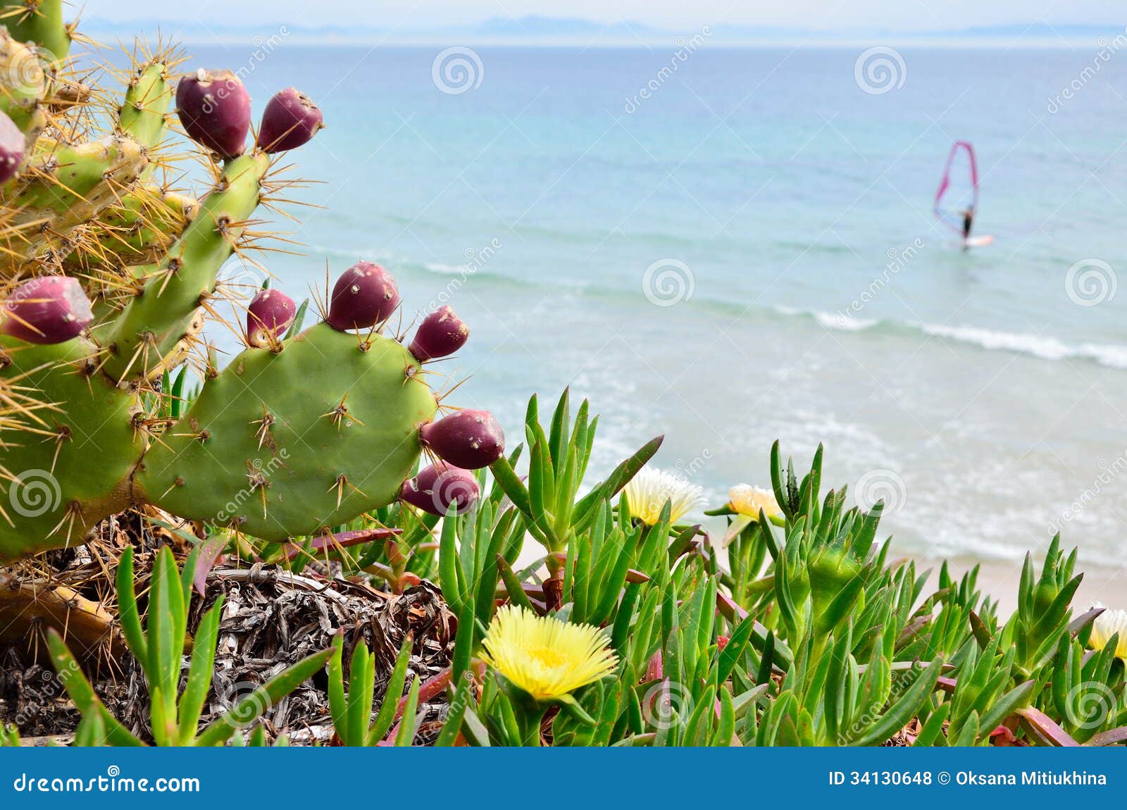 vines flowering beach plants flowering the the and on are Cactuses of succulent background