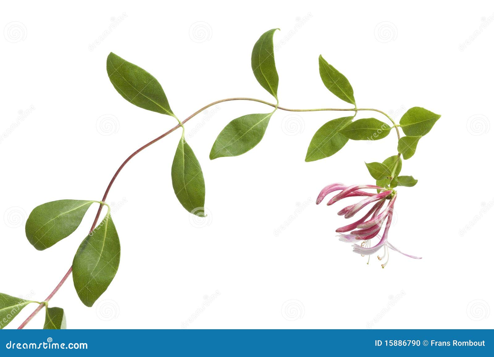 honeysuckle clipart - photo #15