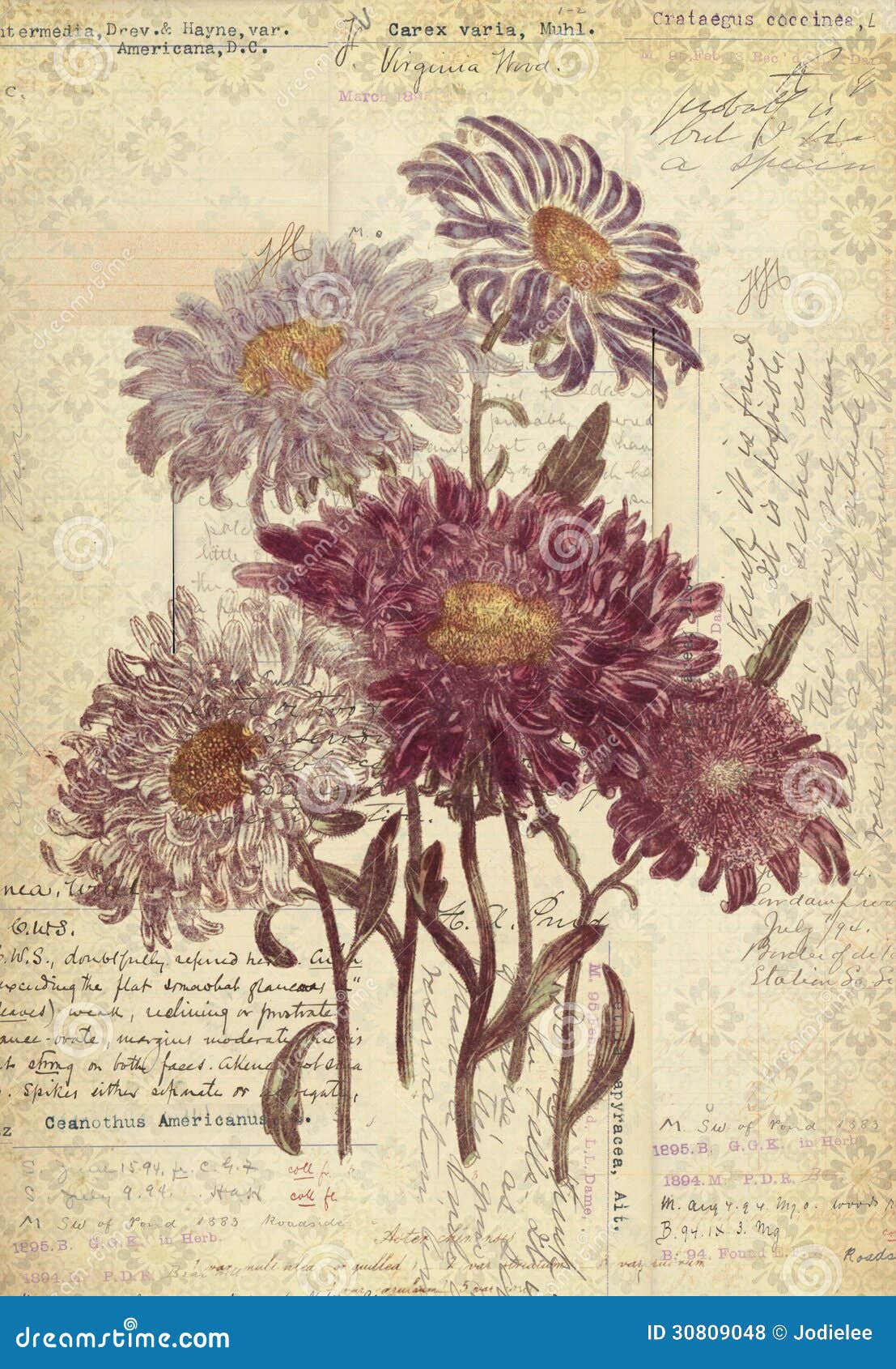 Flowers Botanical Vintage Style Wall Art with Textured Background by