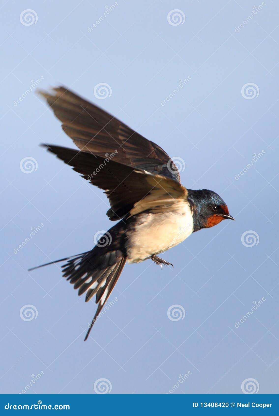 flying-barn-swallow-13408420.jpg