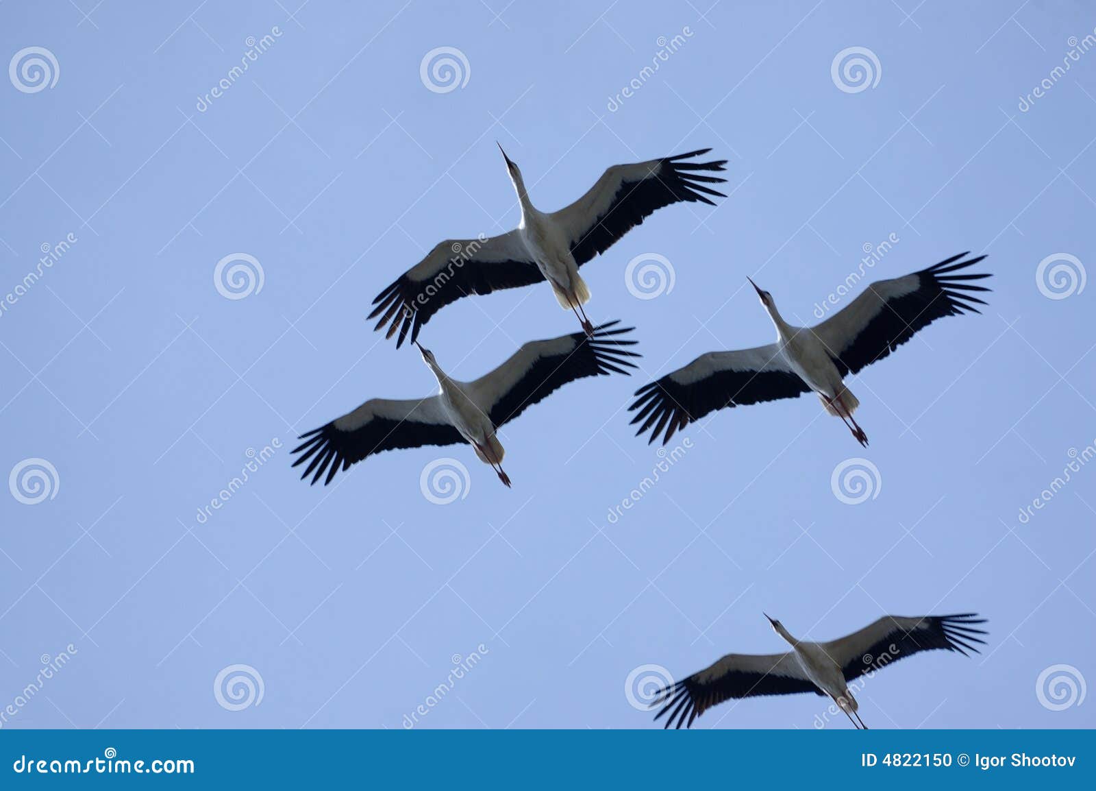 Flying Of Cranes Stock Photo Image 4822150