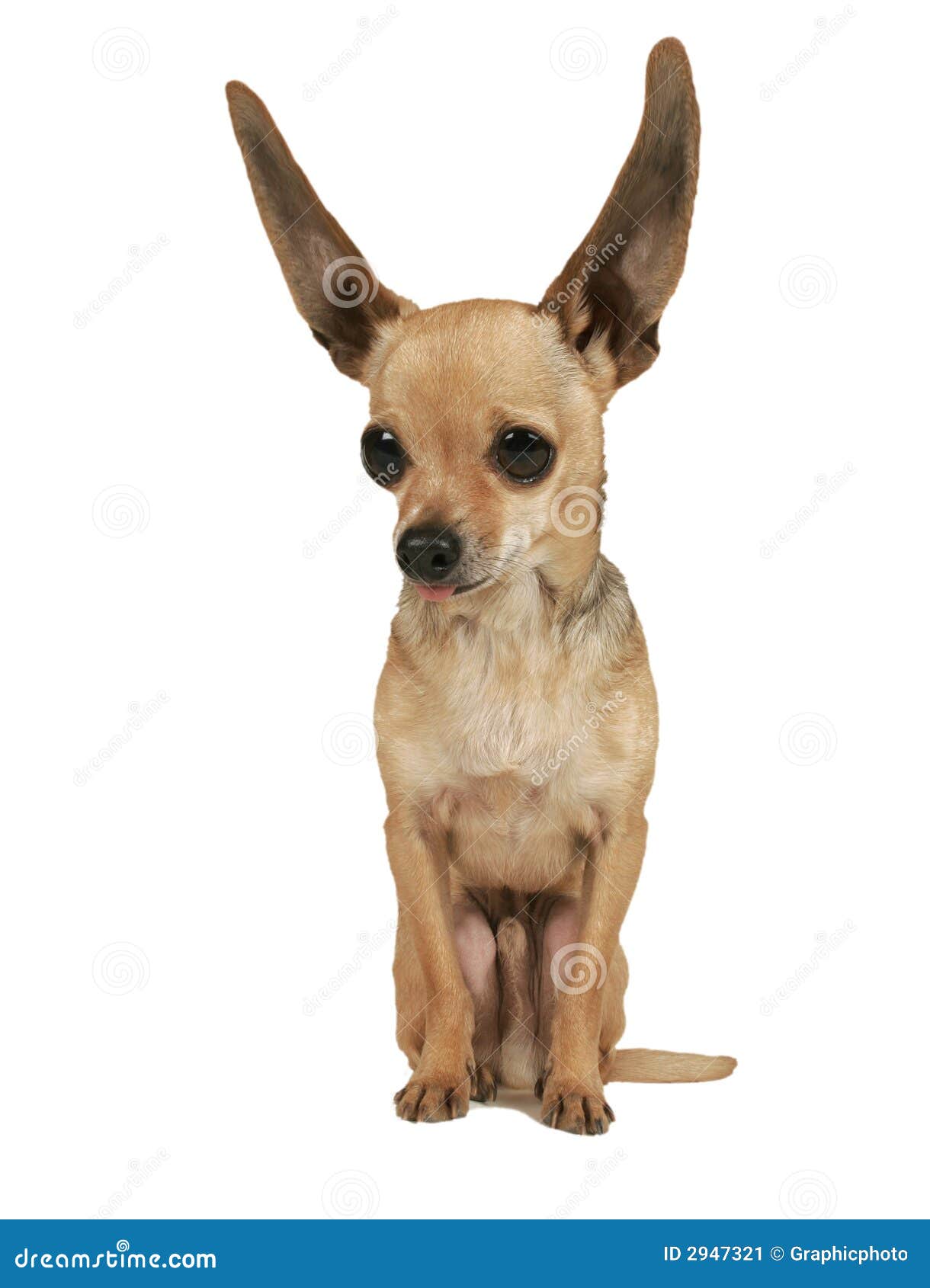 Flying Ears Stock Image Image 2947321