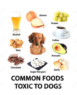 Foods Toxic To Dogs Stock Photo Image 62751443