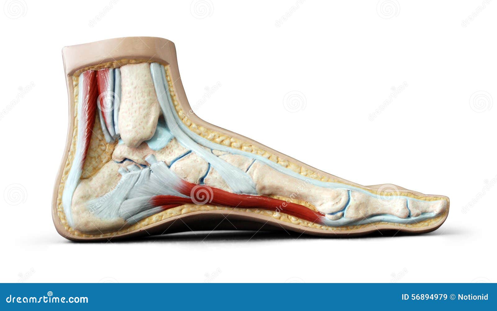 Foot Anatomy Stock Photo - Image: 56894979