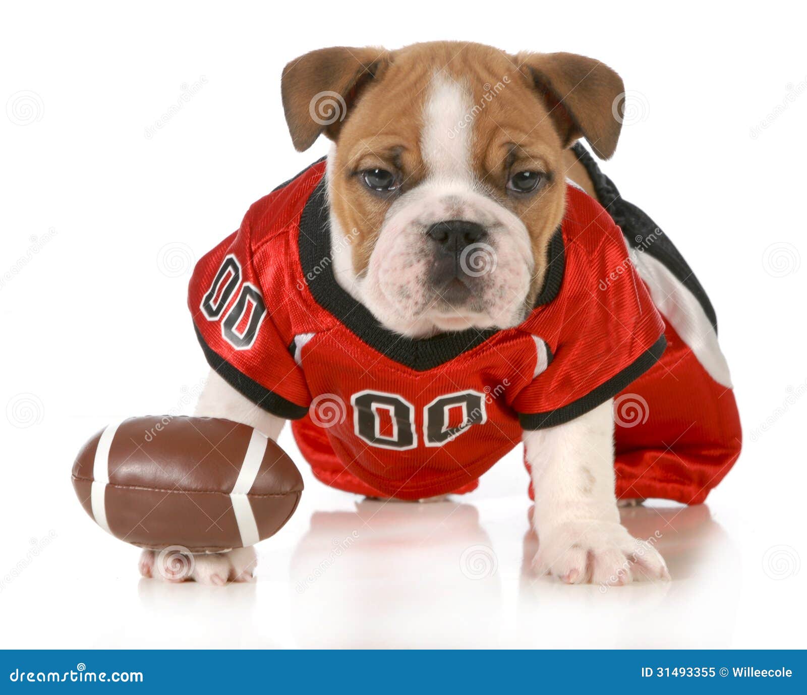 puppy football football royalty free stock photo image 31493355 puppy football football royalty free stock photo image 31493355