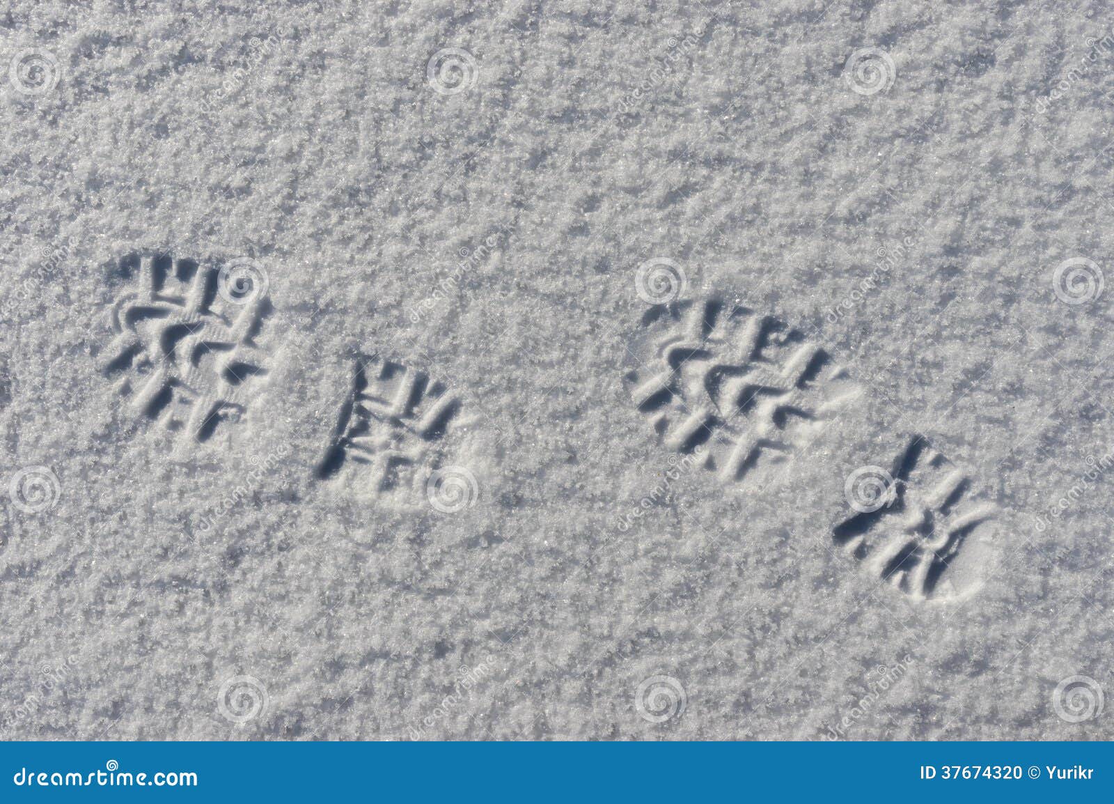 Footsteps in Snow