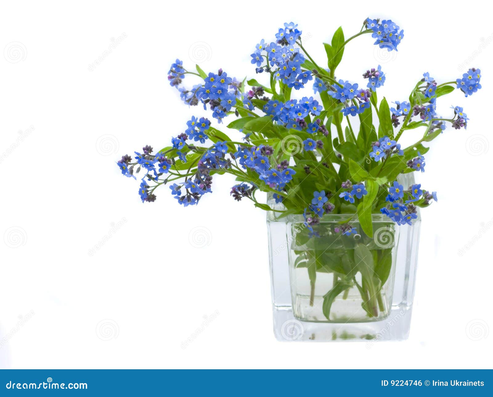 free clip art forget me not flower - photo #38