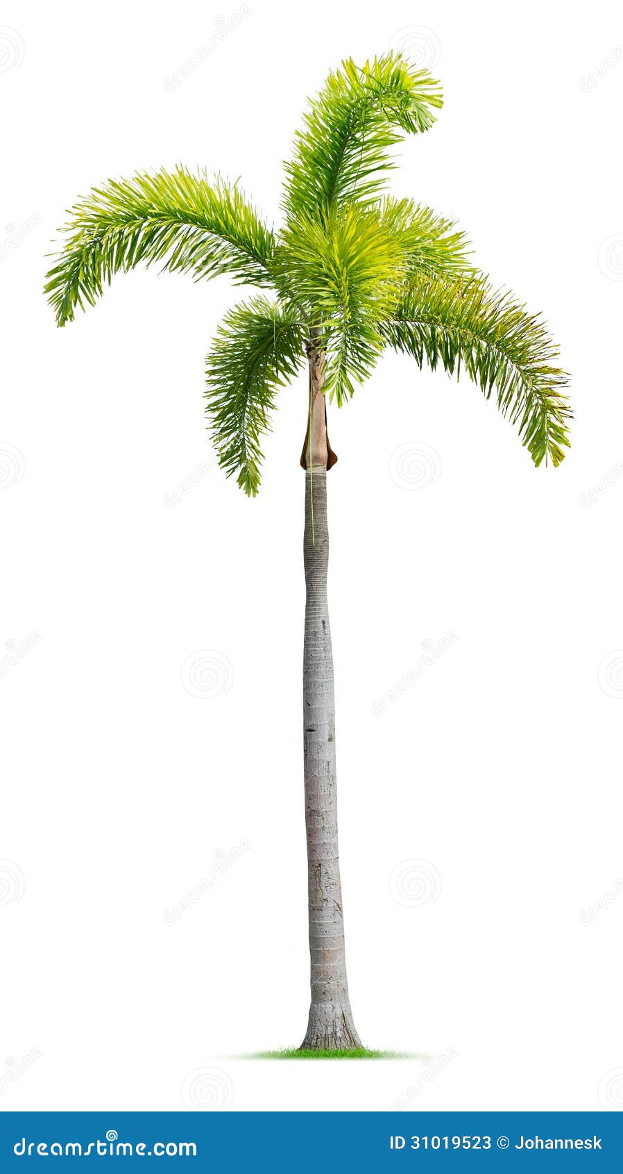 Foxtail Palm Tree Stock Photos  Image: 31019523