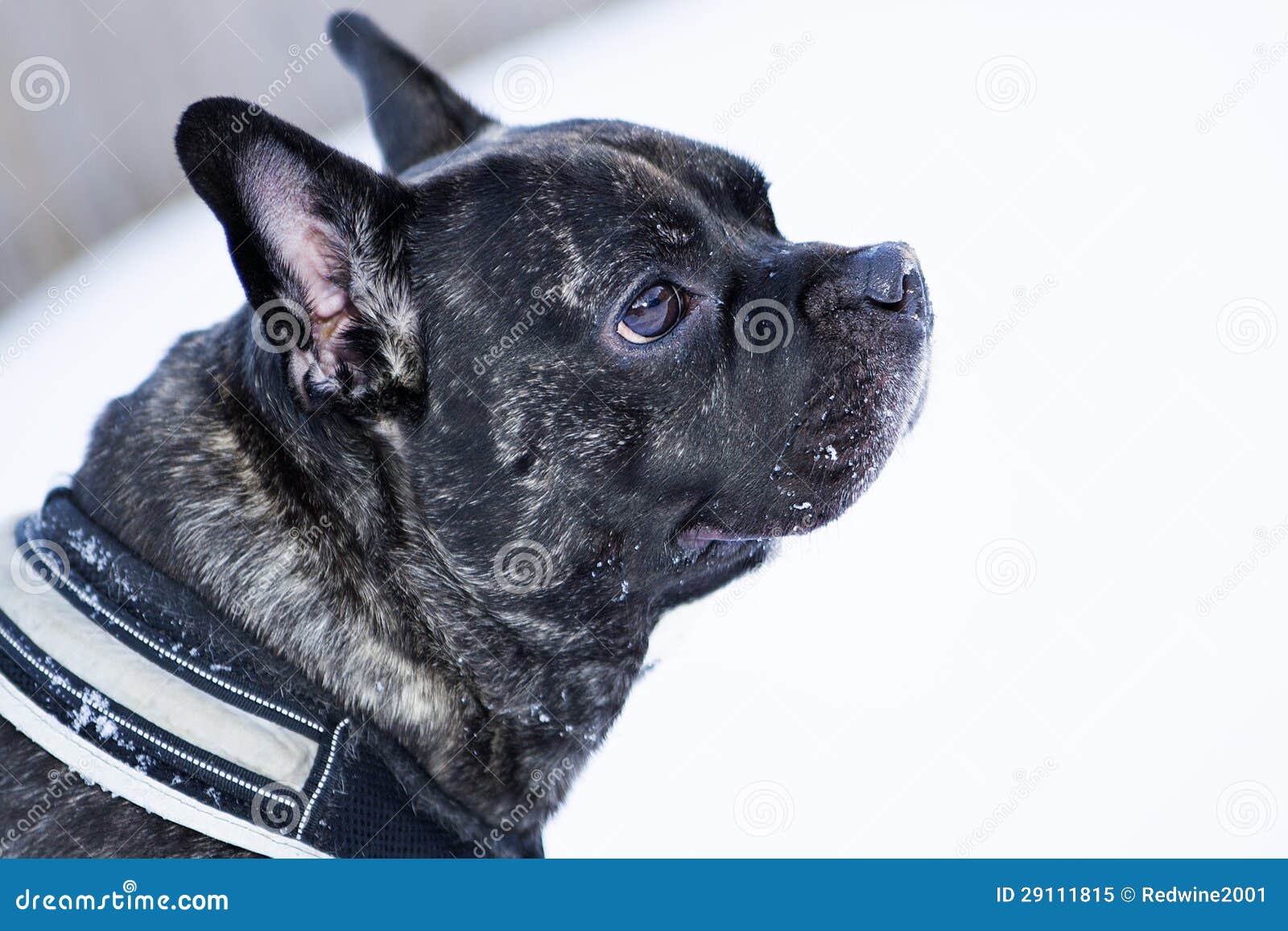 Französischer Buldog Hund, Der Irgendwelche Geräusche Hört