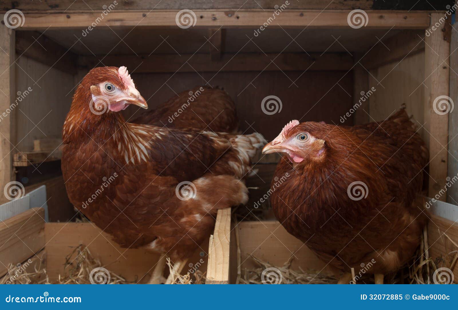 Royalty Free Stock Photo: Free range farm hens