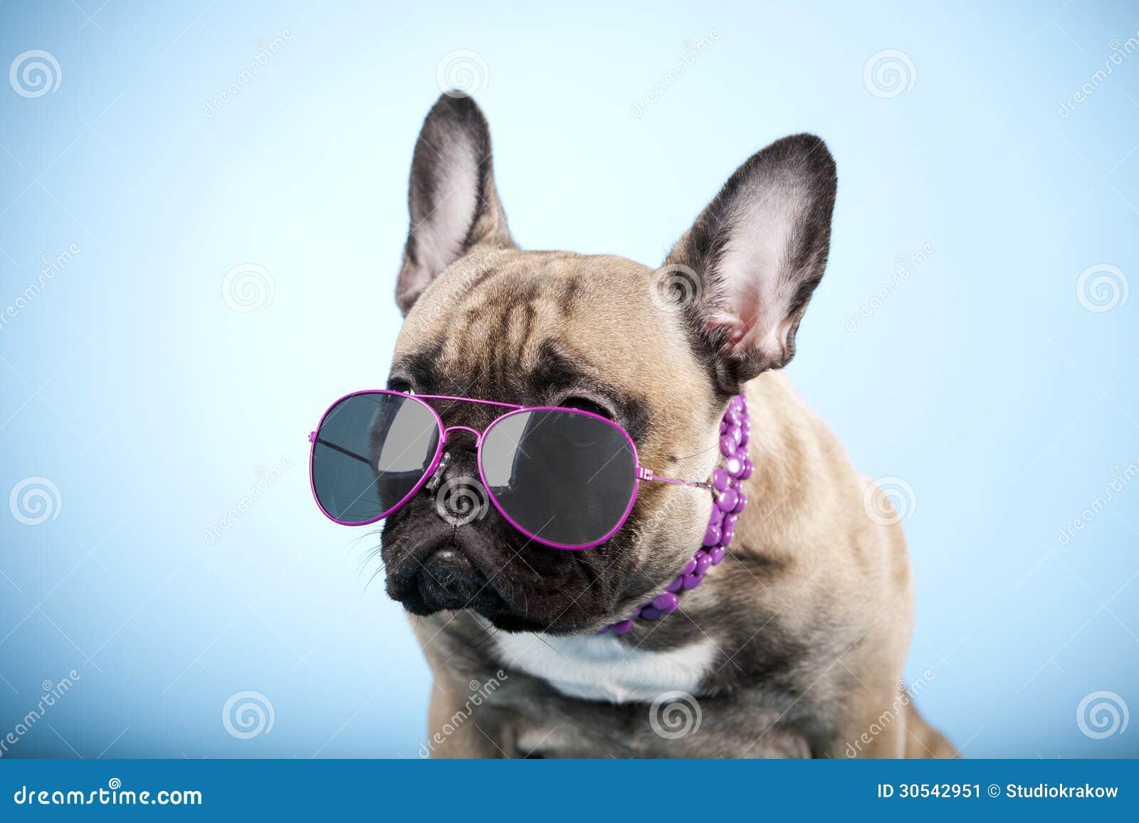 french-bulldog-sunglasses-portrait-wearing-shot-blue-backgorund-bright-halo-effect-30542951.jpg