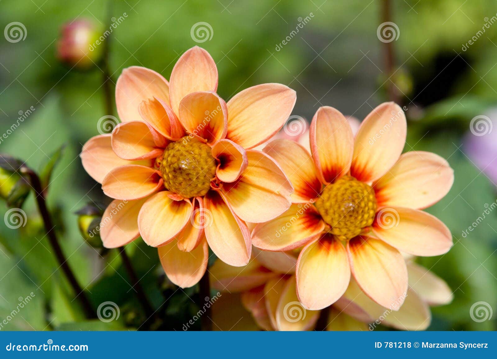Fresh Flowers Royalty Free Stock Photos - Image: 781218