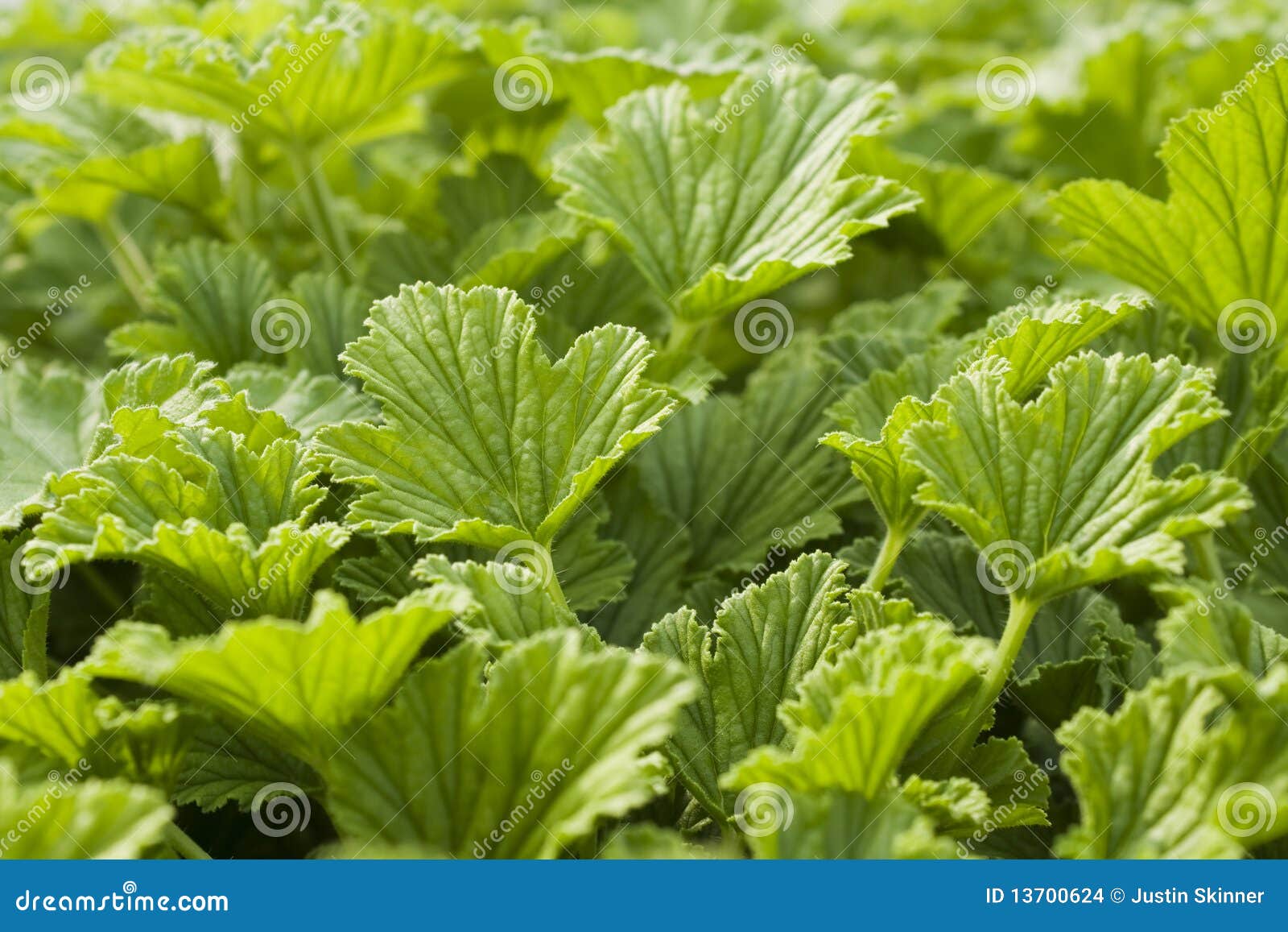 Close Up Of Fresh Herbs Still Growing In The Garden