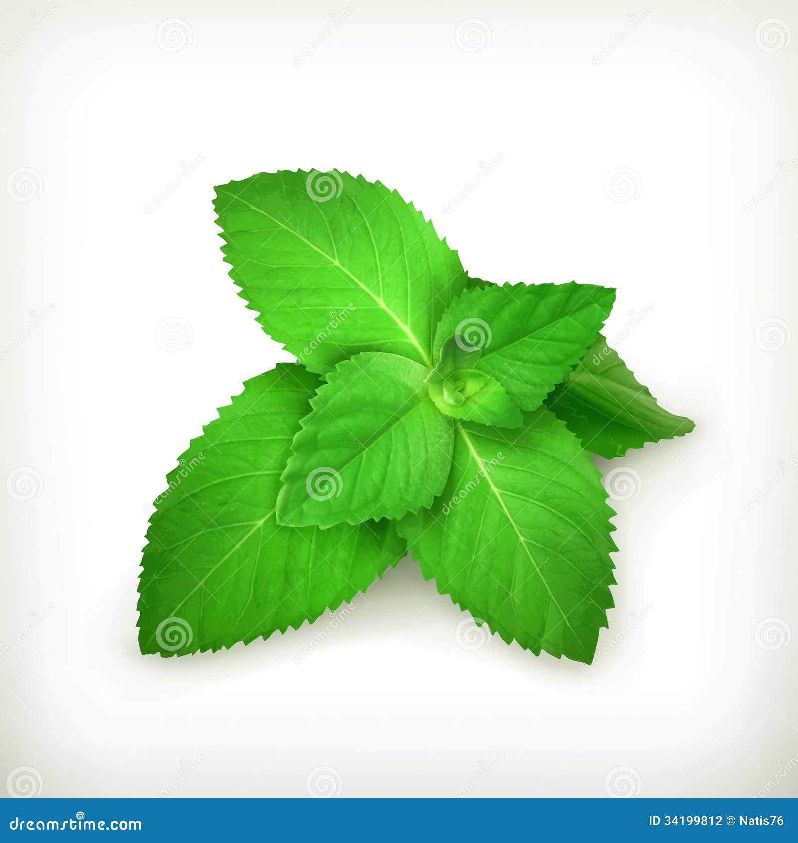 free mint leaves clipart - photo #19