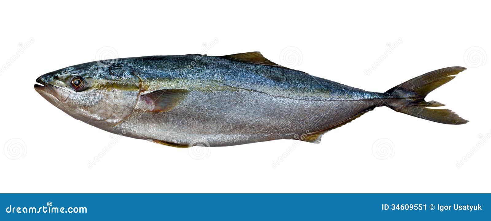 Fresh Tuna Fish...