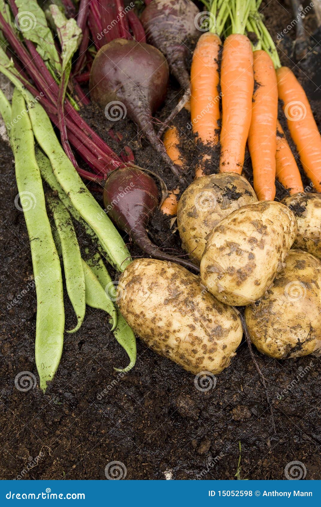 More similar stock images of ` Fresh vegetables from my garden `