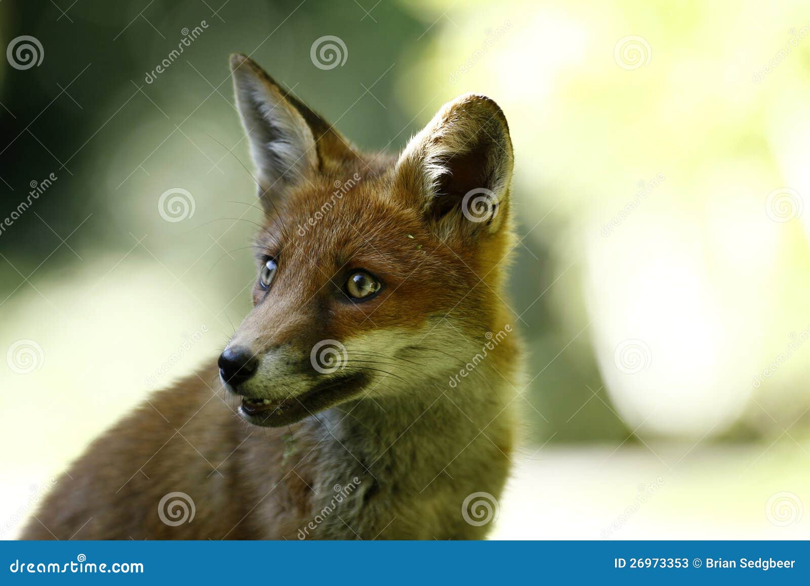 Friendly Fox Stock Photos Image 26973353