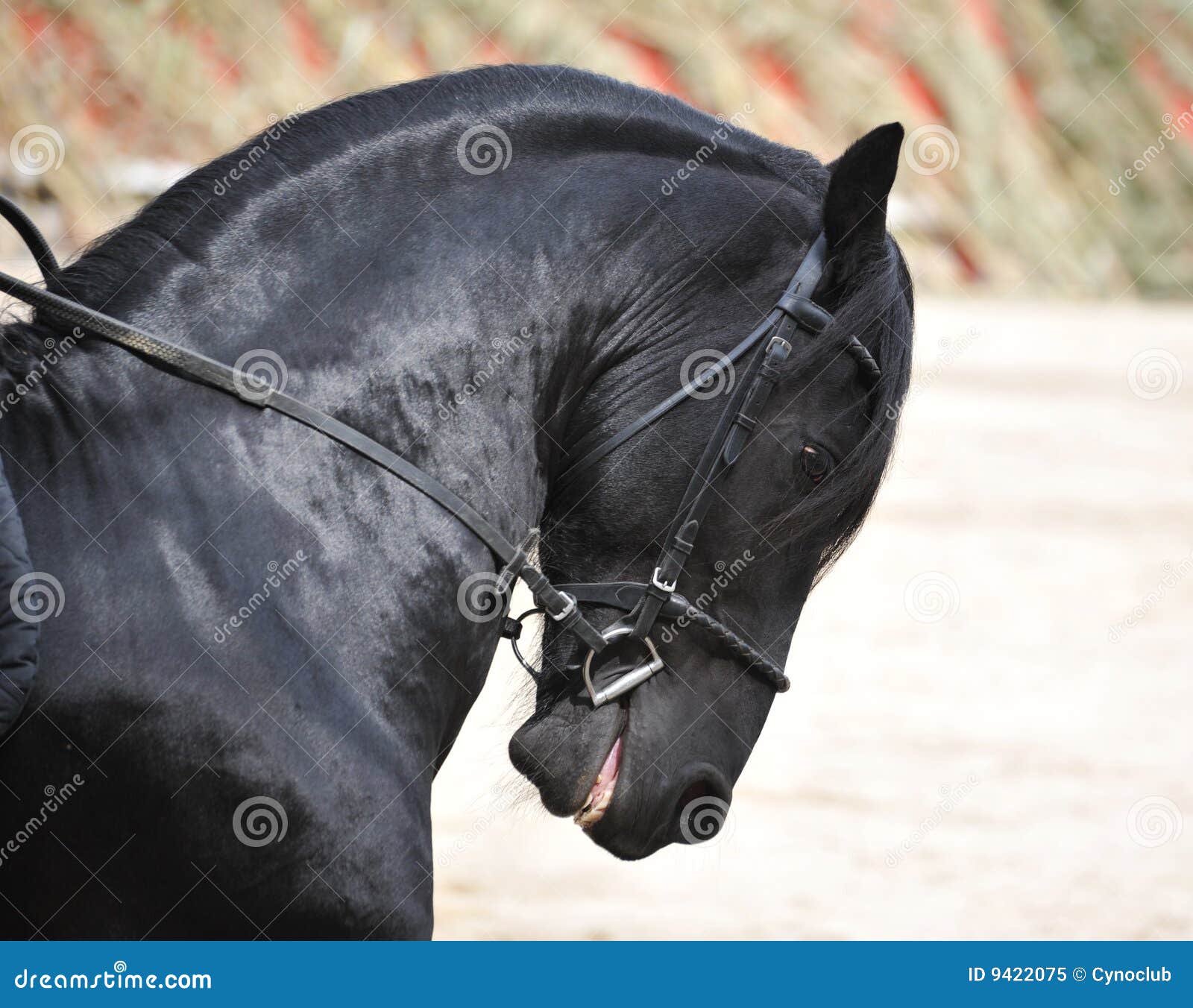 friesian-stallion-9422075.jpg