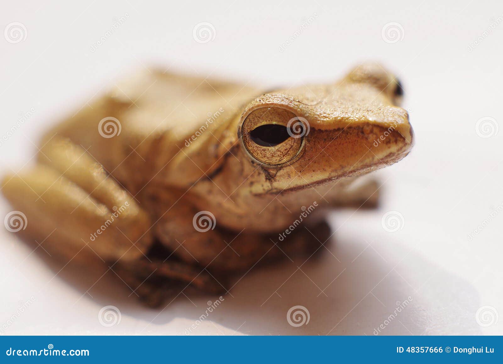 Frog Stock Photo - Image: 48357666