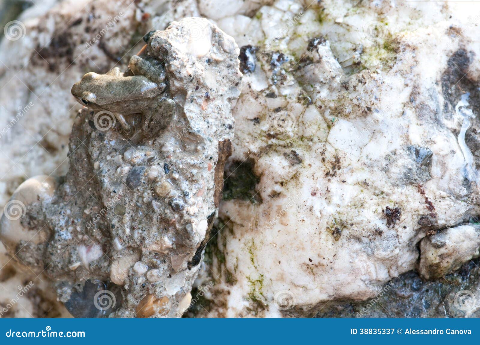 Camouflage - That Smiling Face - The Great Commandment Camouflage - That Smiling Face - The Great Commandment