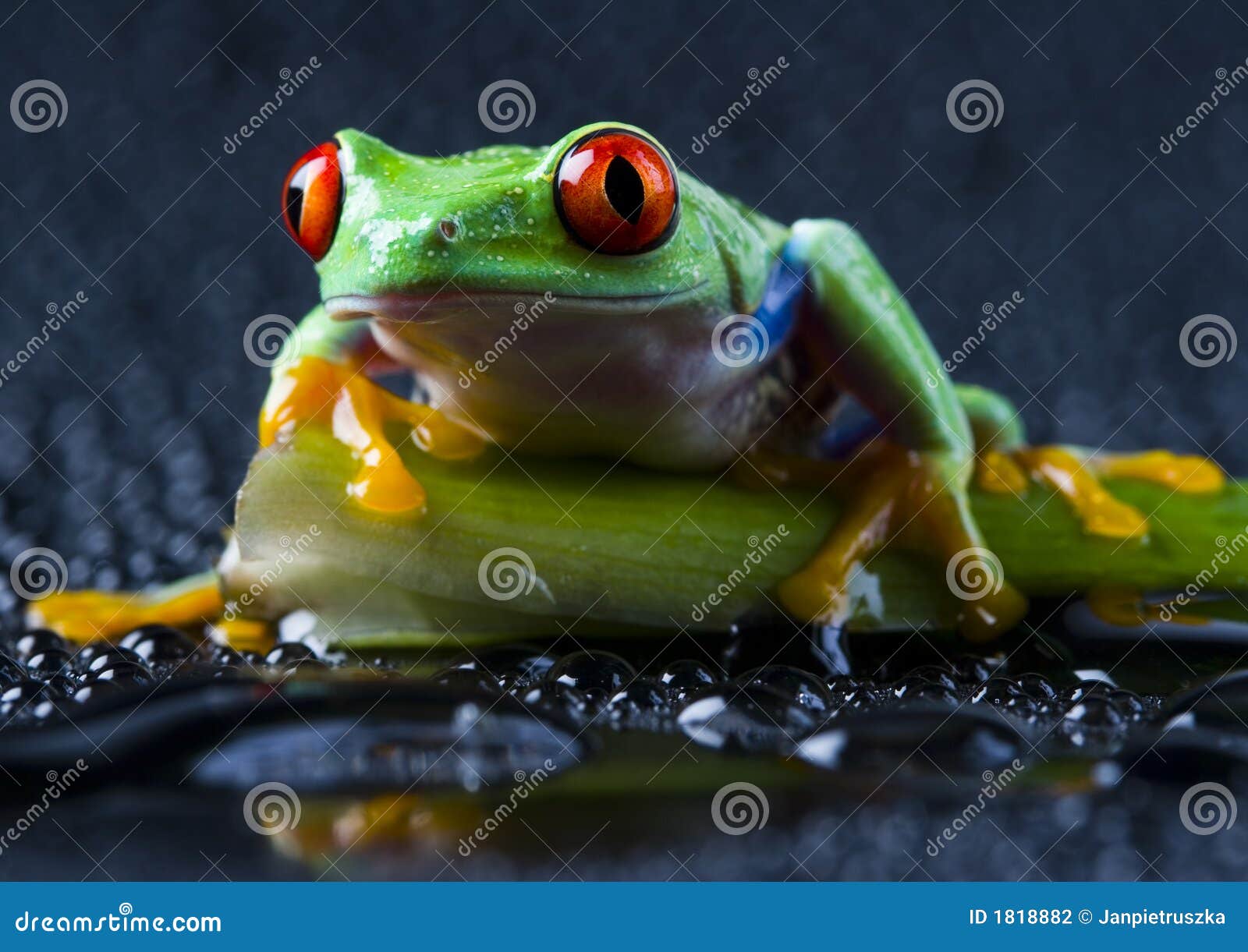 Frog On The Leaf Stock Photography - Image: 1818882
