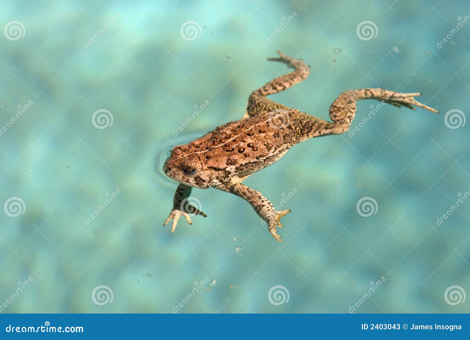Frog In Water Stock Photos - Image: 2403043